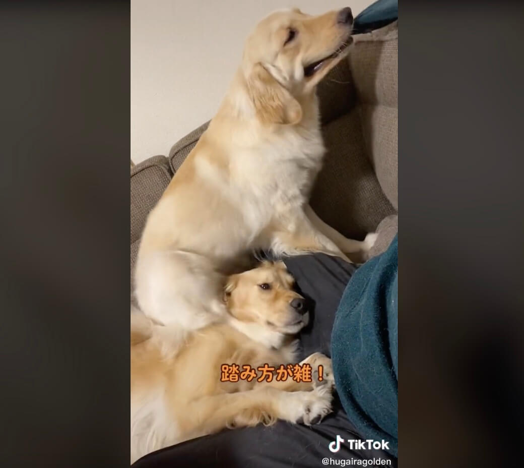 ゴールデンレトリーバー,動画