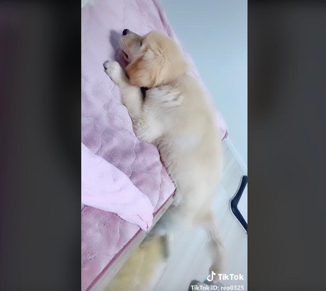 ゴールデンレトリーバー,動画