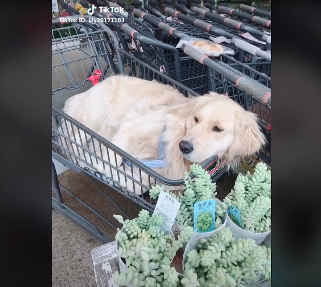 ゴールデンレトリーバー,動画