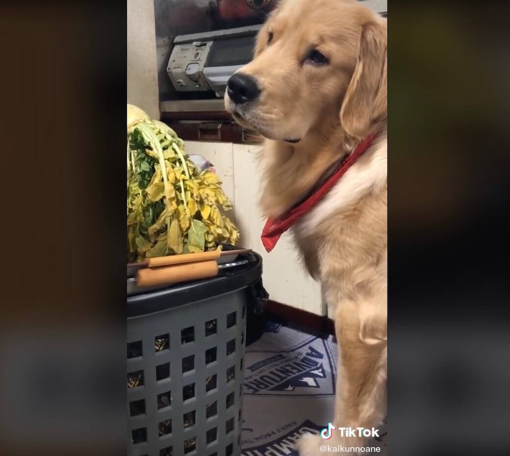 ゴールデンレトリーバー,動画