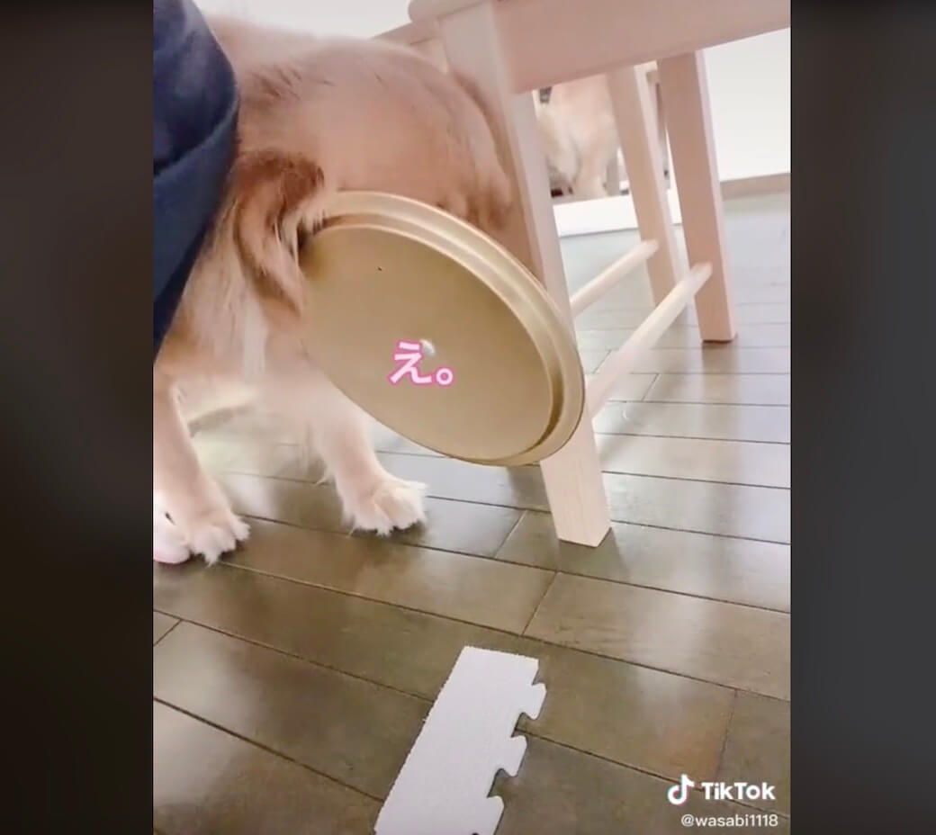 ゴールデンレトリーバー,動画