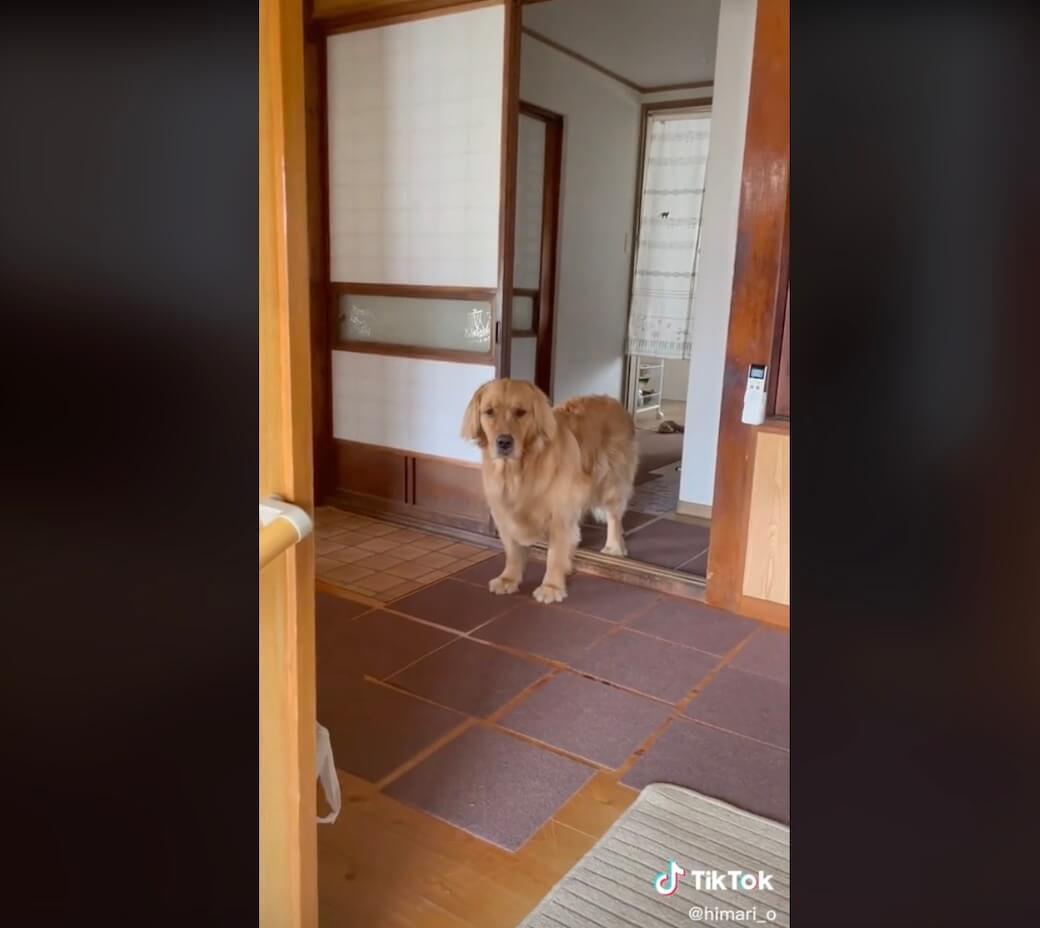 ゴールデンレトリーバー,動画