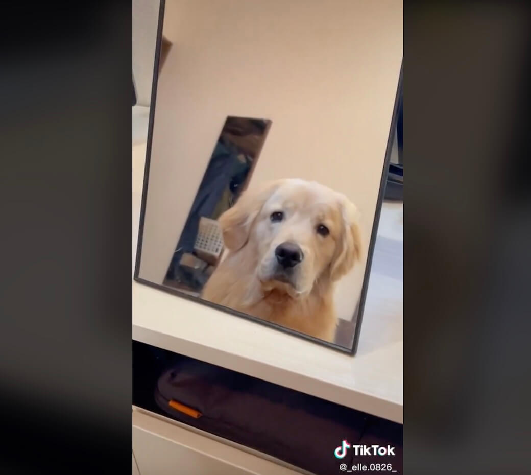 ゴールデンレトリーバー,動画