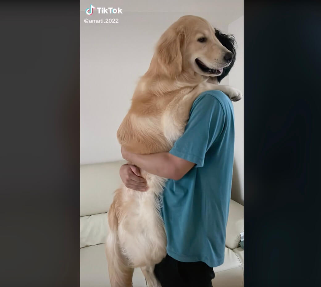 ゴールデンレトリーバー,動画