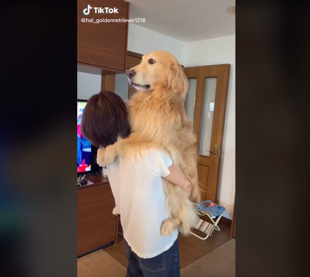 ゴールデンレトリーバー,動画