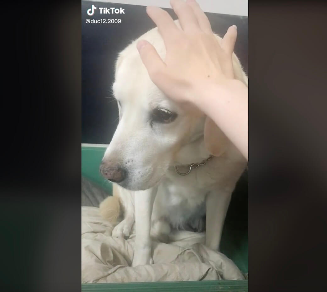 ラブラドールレトリーバー,動画