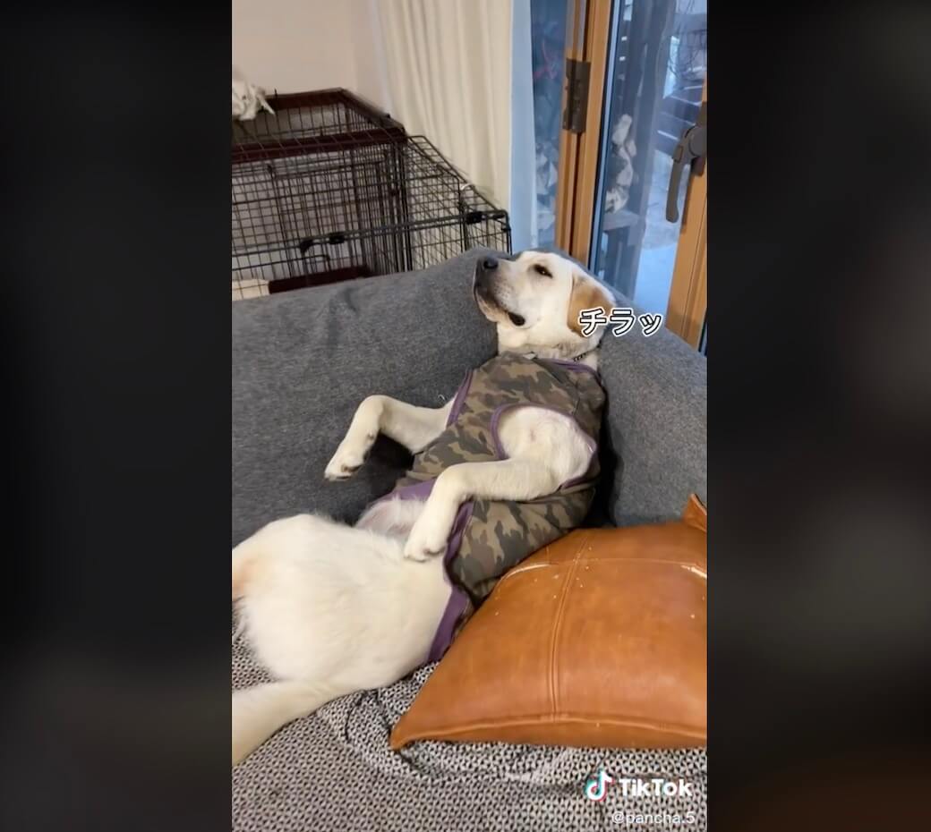 ラブラドールレトリーバー,動画