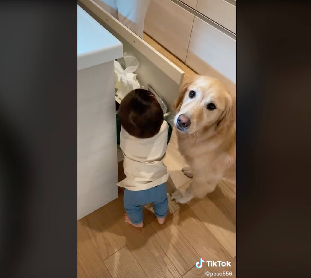 ゴールデンレトリーバー,動画