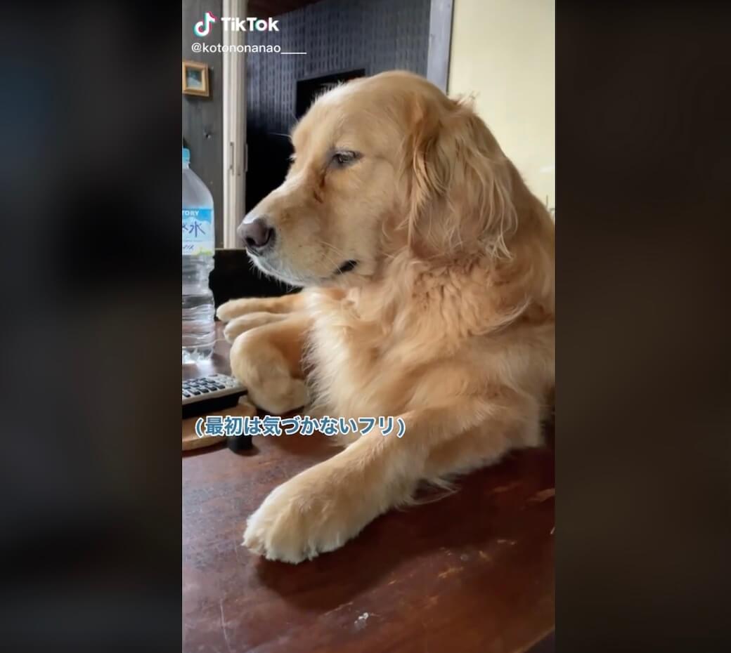 ゴールデンレトリーバー,動画