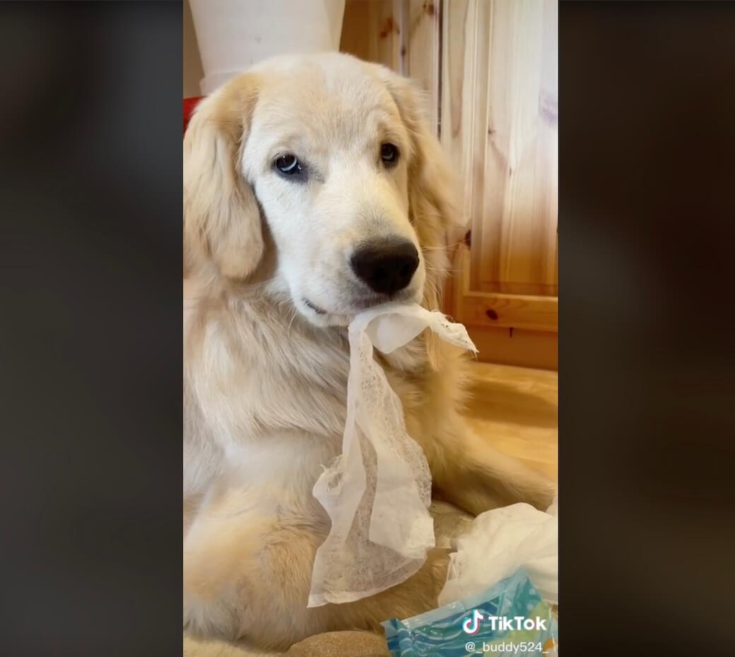 ゴールデンレトリーバー,動画