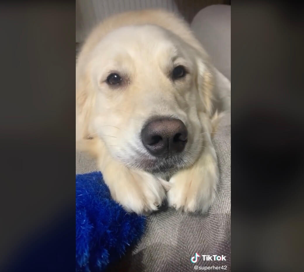 ゴールデンレトリーバー,動画