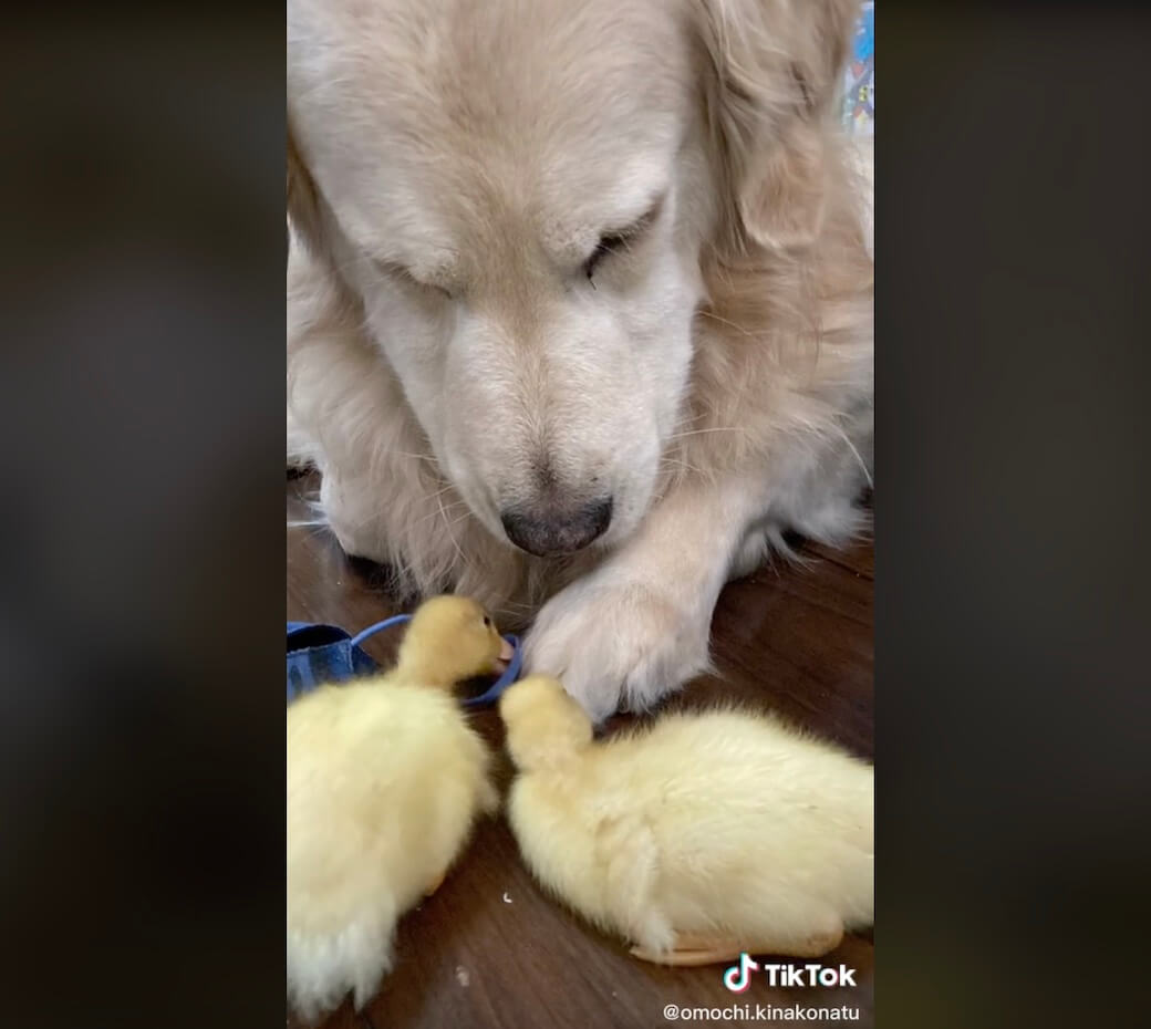 ゴールデンレトリーバー,動画