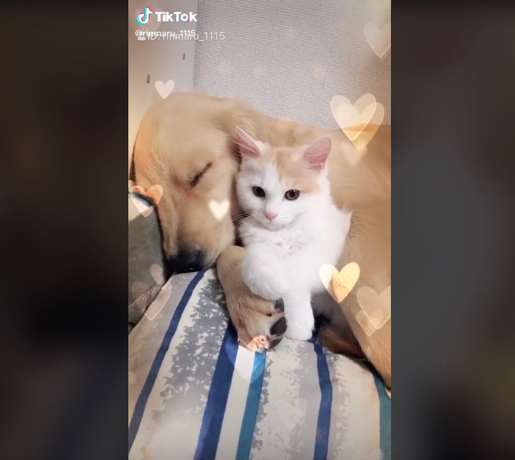 ゴールデンレトリーバー,動画