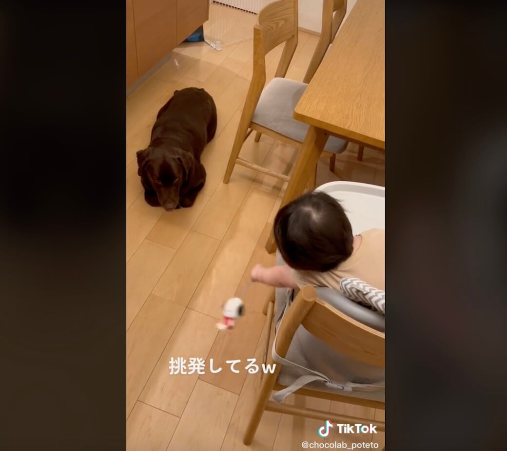 ラブラドールレトリーバー,動画