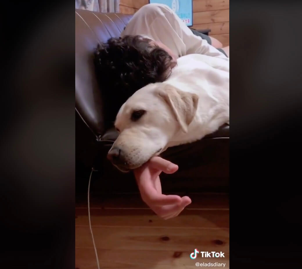 ラブラドールレトリーバー,動画