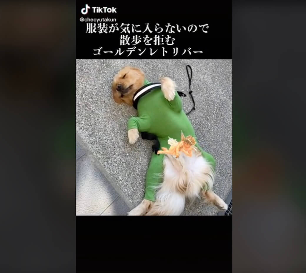 ゴールデンレトリーバー,動画