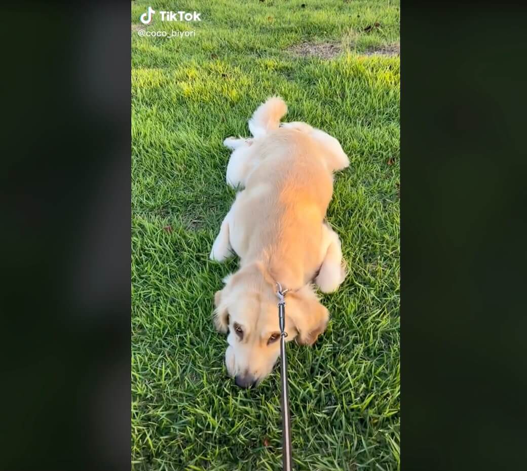 ゴールデンレトリーバー,動画