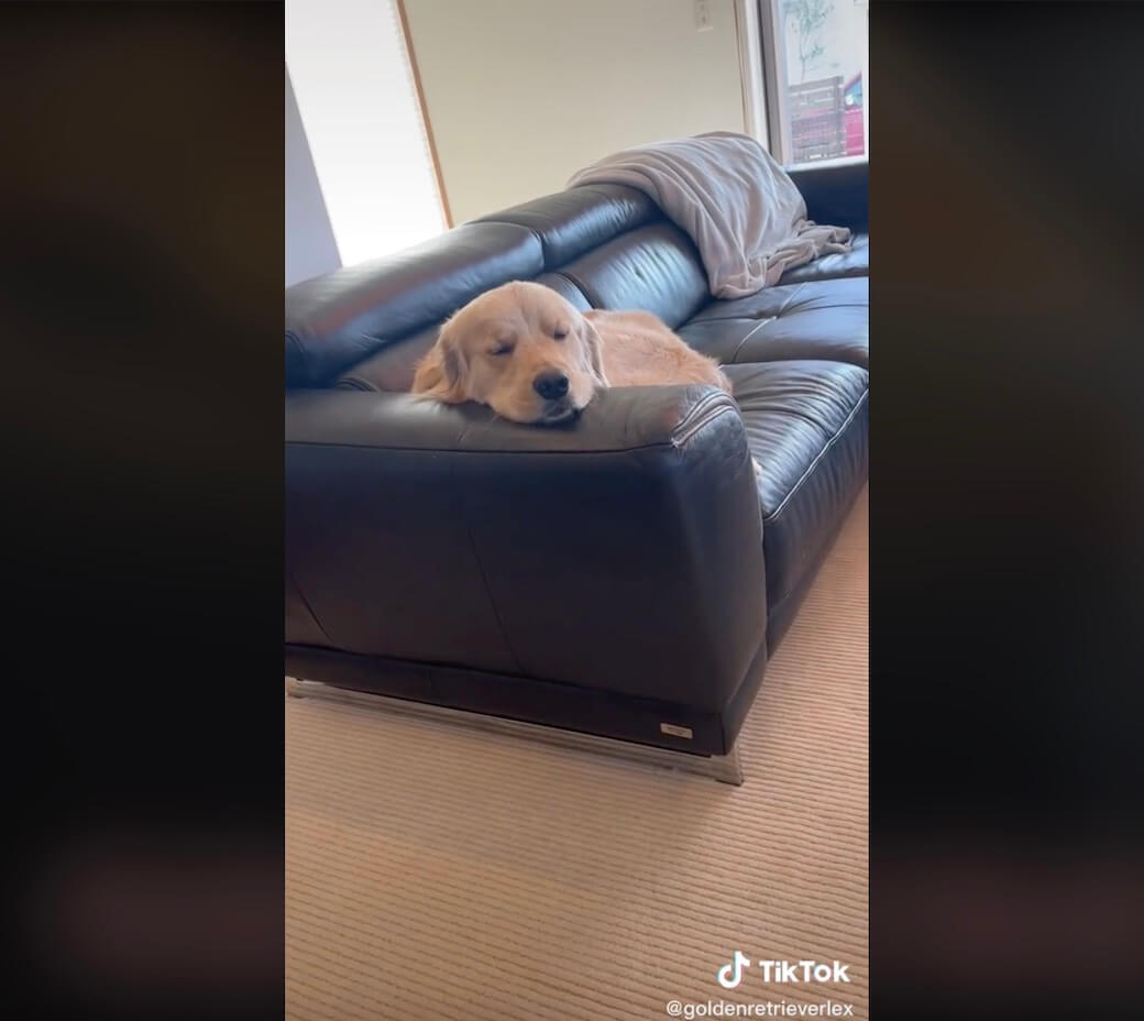 ゴールデンレトリーバー,動画