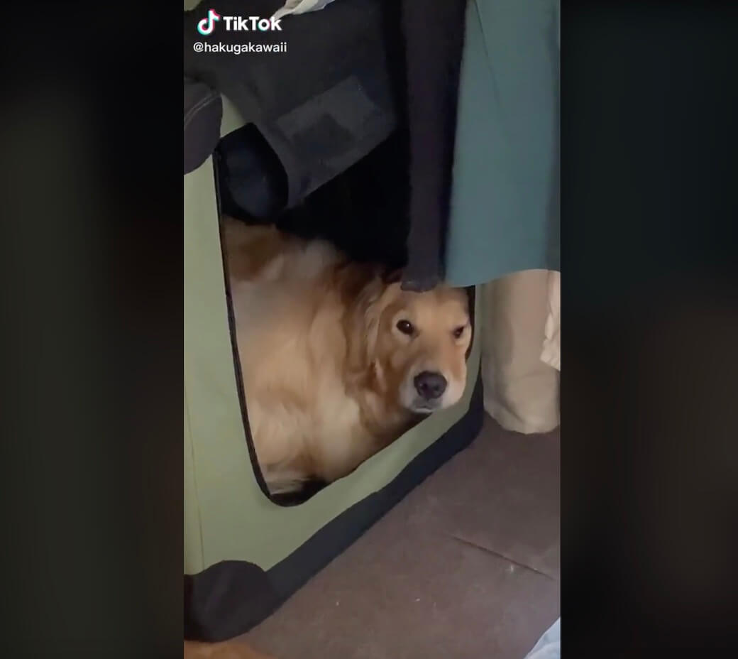 ゴールデンレトリーバー,動画