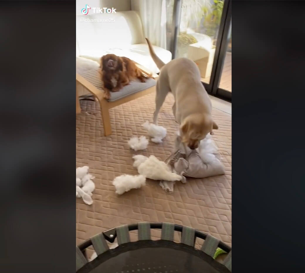 ラブラドールレトリーバー,動画