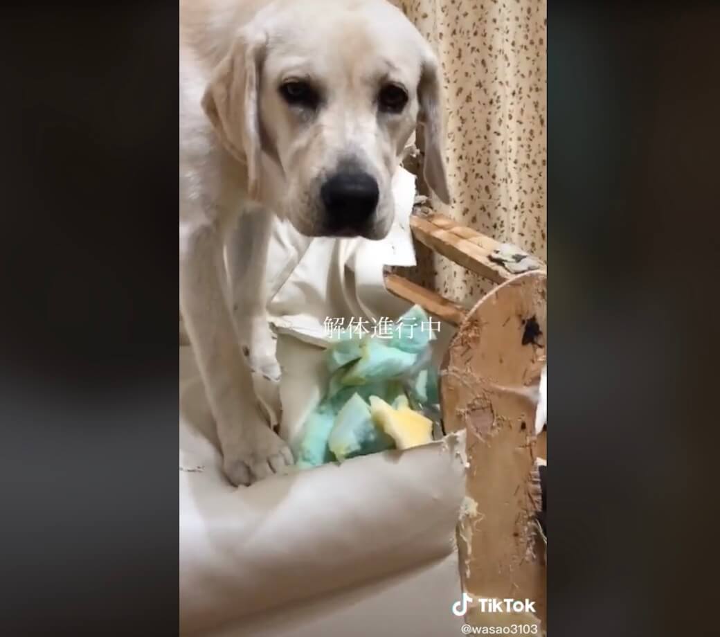 ラブラドールレトリーバー,動画