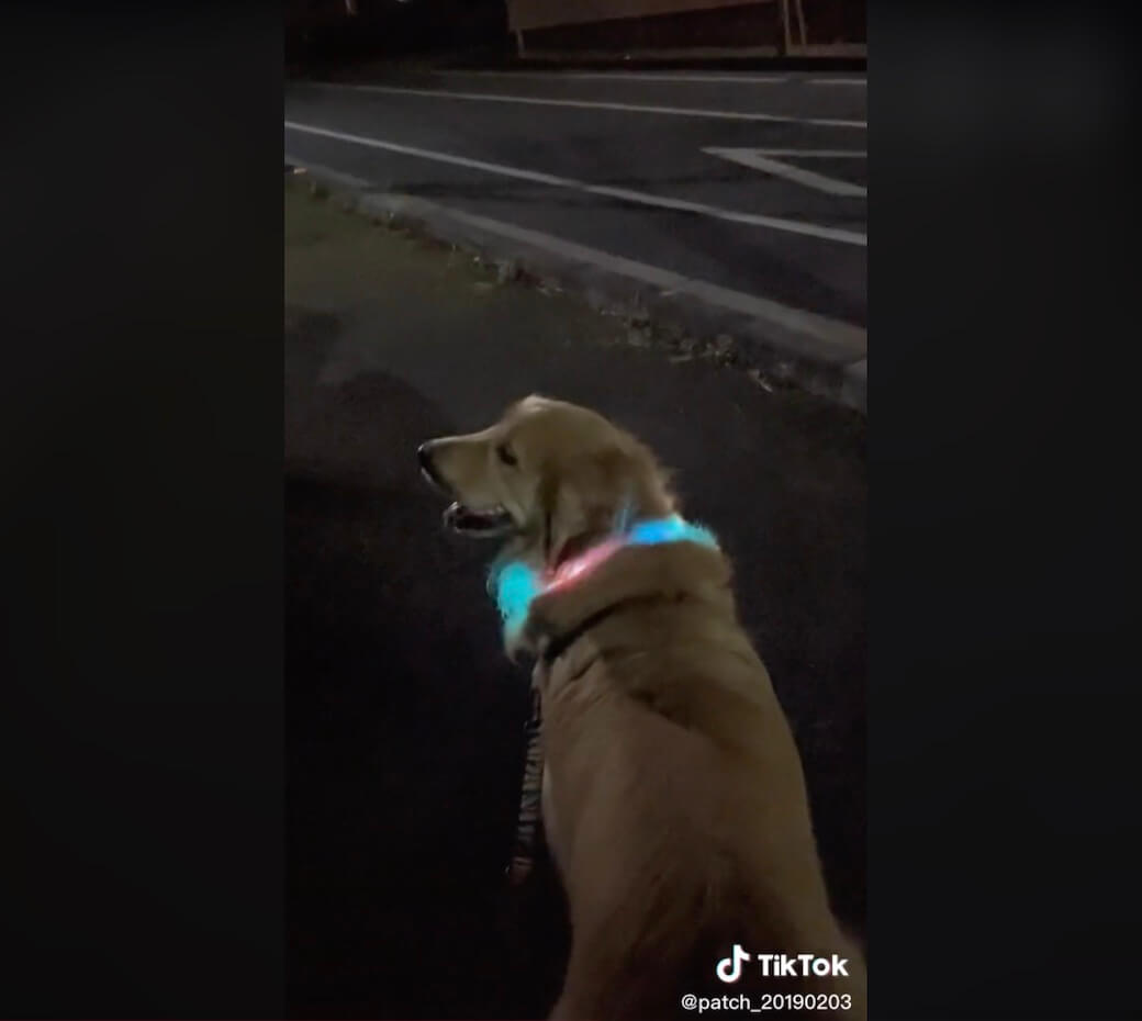 ゴールデンレトリーバー,動画