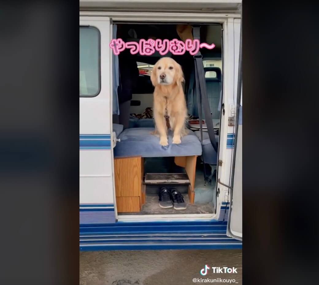 ゴールデンレトリーバー,動画