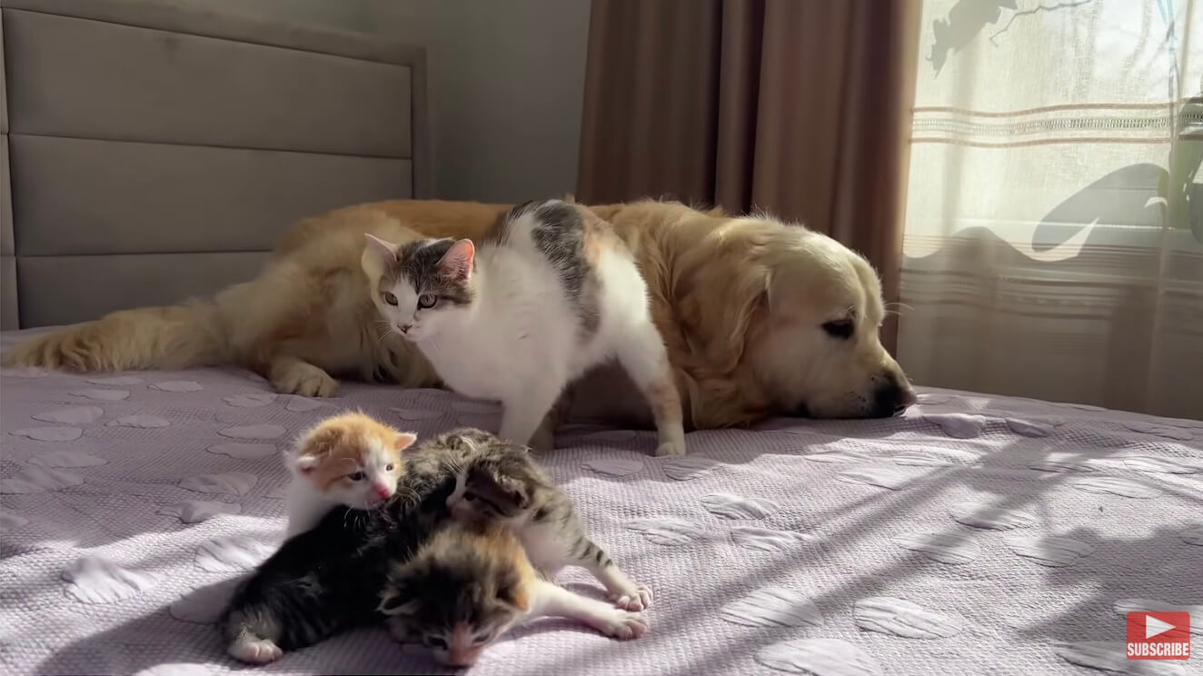 ゴールデンレトリーバー,動画