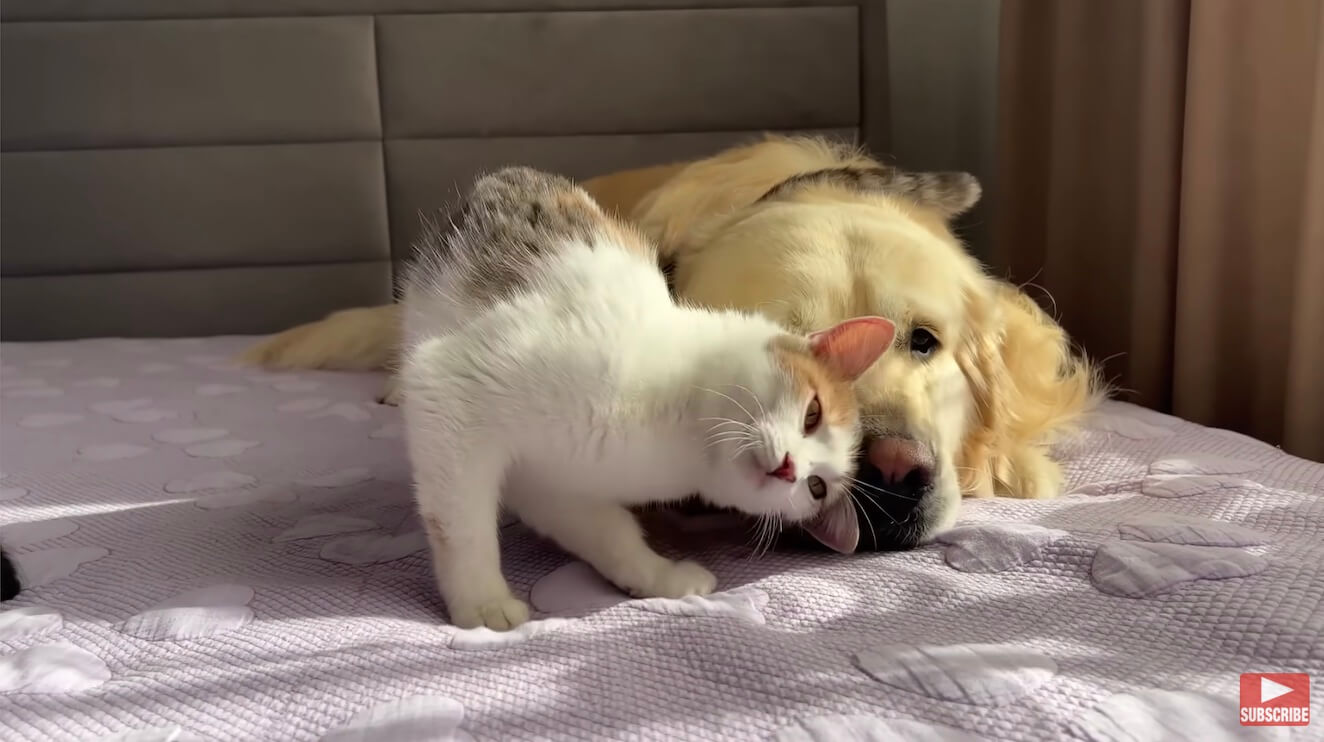 ゴールデンレトリーバー,動画