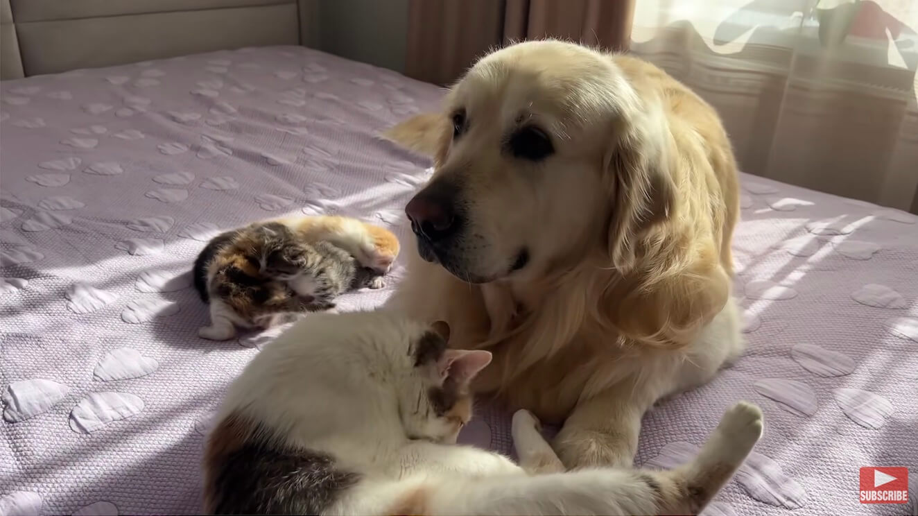 ゴールデンレトリーバー,動画