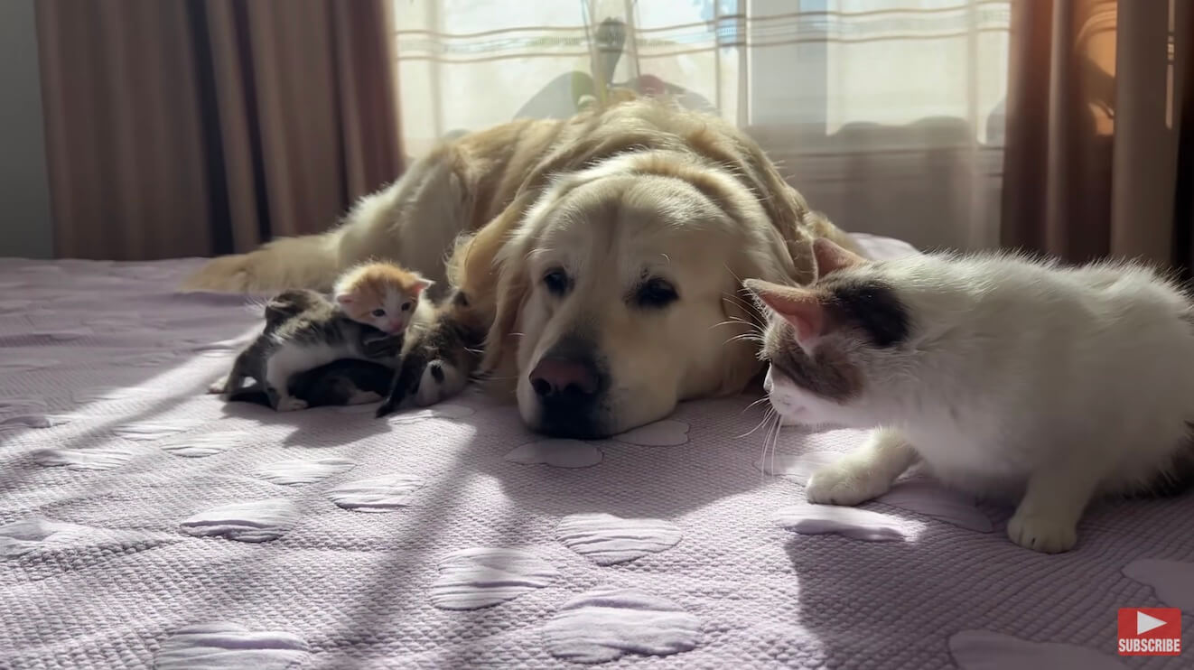 ゴールデンレトリーバー,動画