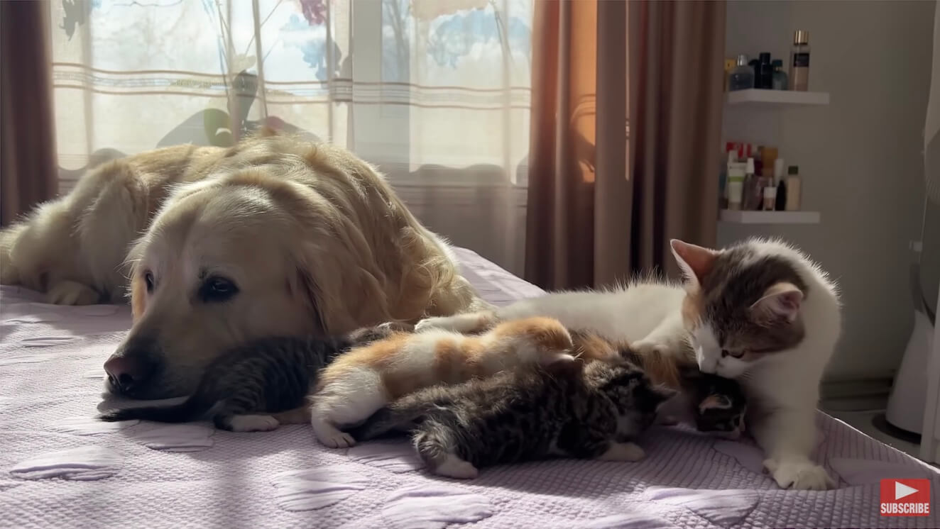 ゴールデンレトリーバー,動画