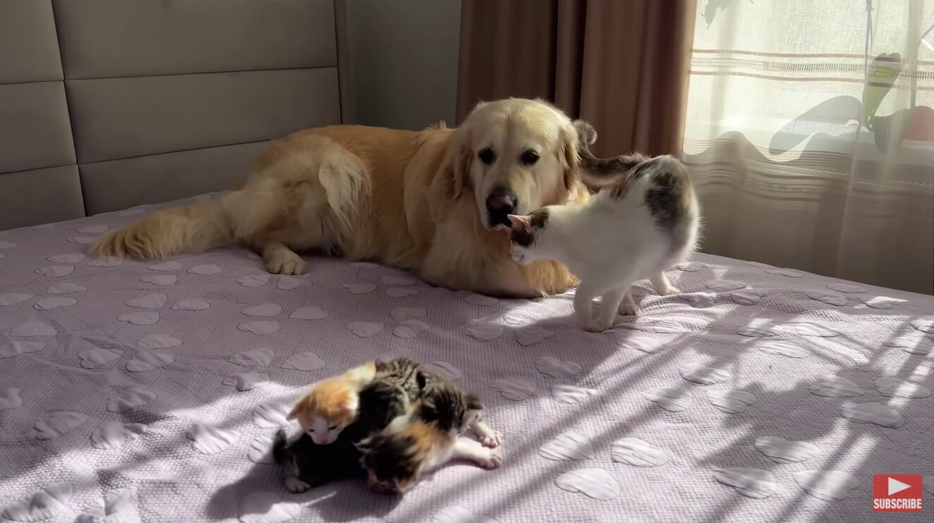 ゴールデンレトリーバー,動画