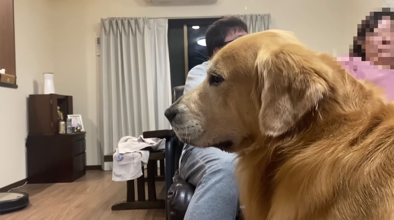 ゴールデンレトリーバー,動画