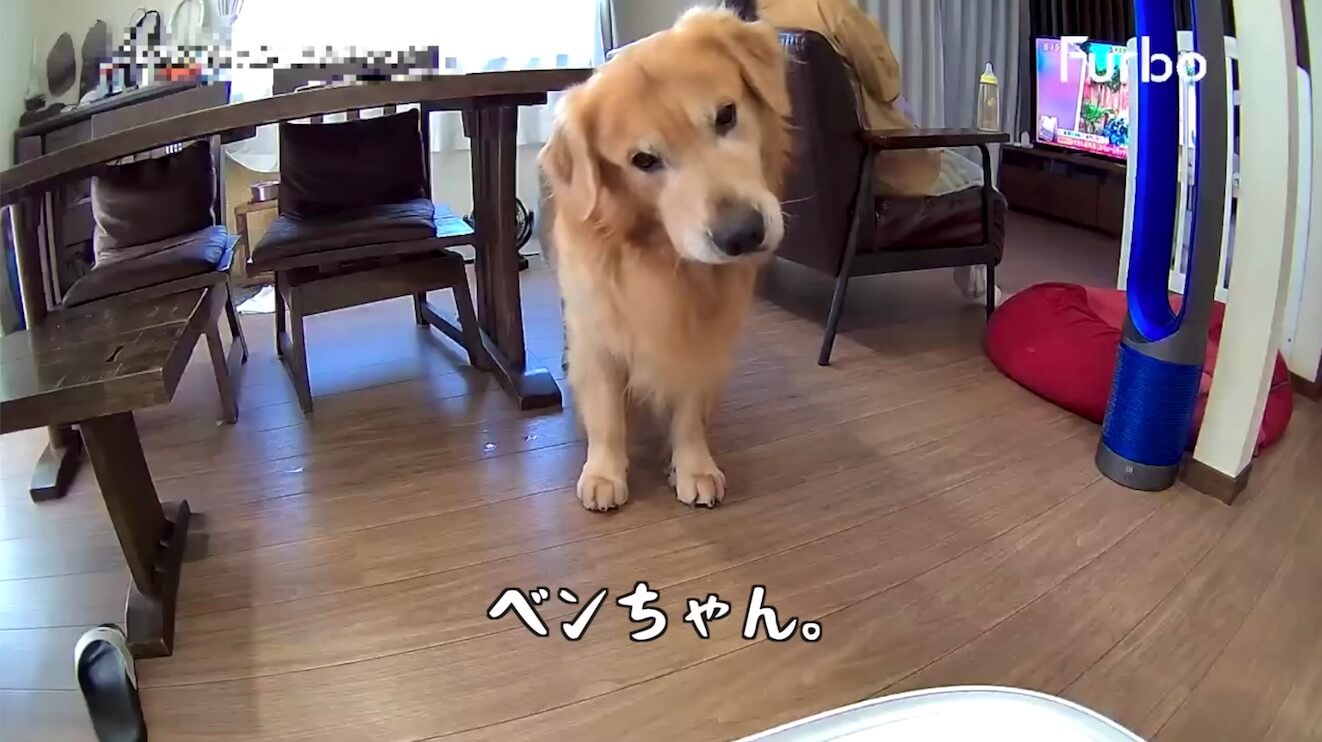 ゴールデンレトリーバー,動画