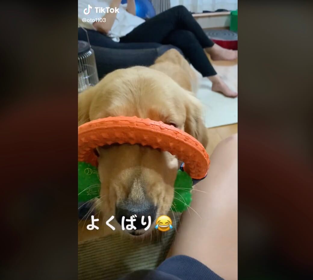 ゴールデンレトリーバー,動画