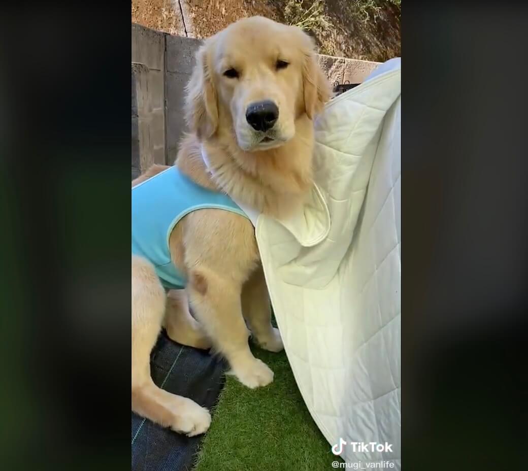 ゴールデンレトリーバー,動画