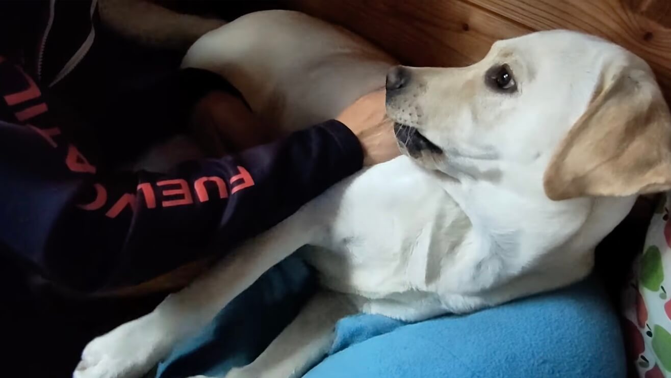 ラブラドールレトリーバー,動画