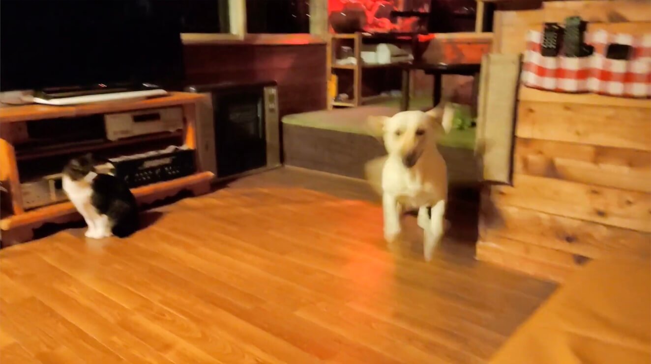 ラブラドールレトリーバー,動画