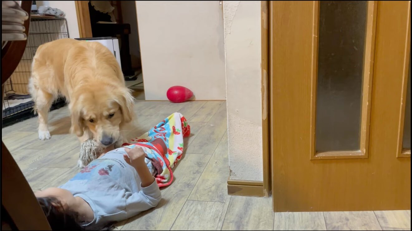 ゴールデンレトリーバー,動画