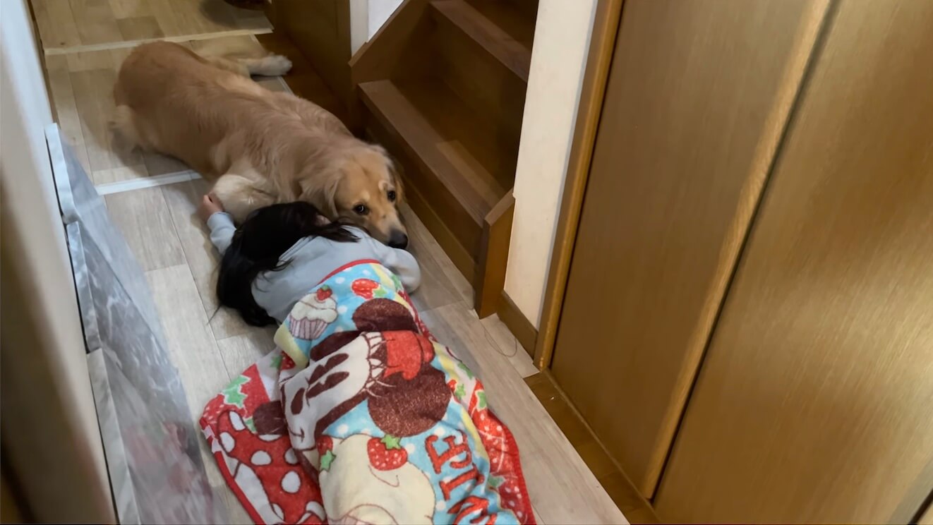 ゴールデンレトリーバー,動画