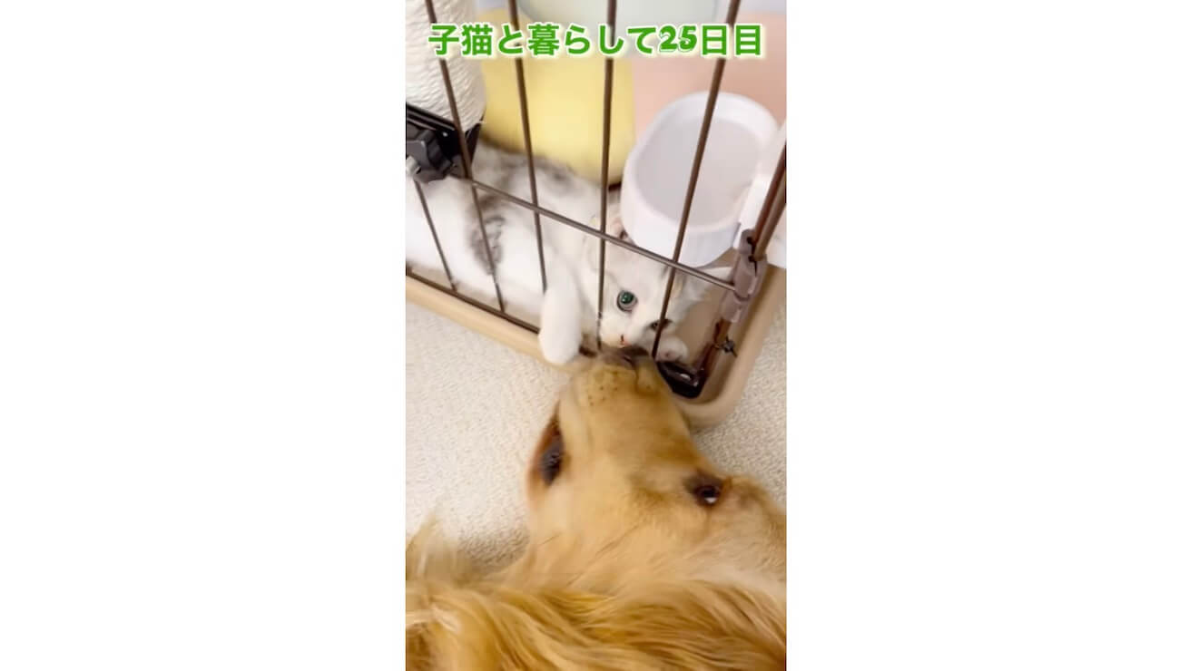 ゴールデンレトリーバー,動画