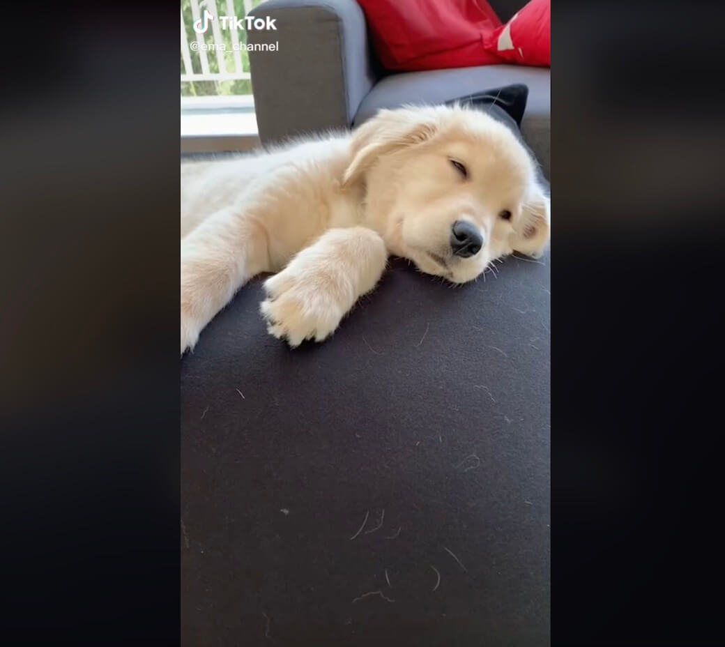 ゴールデンレトリーバー,動画