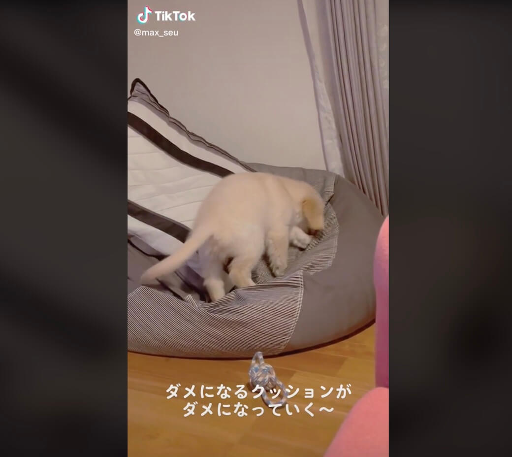 ゴールデンレトリーバー,動画