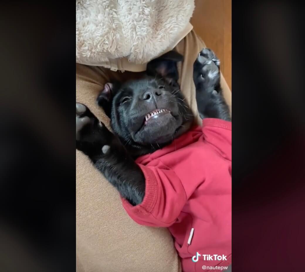 ラブラドールレトリーバー,動画