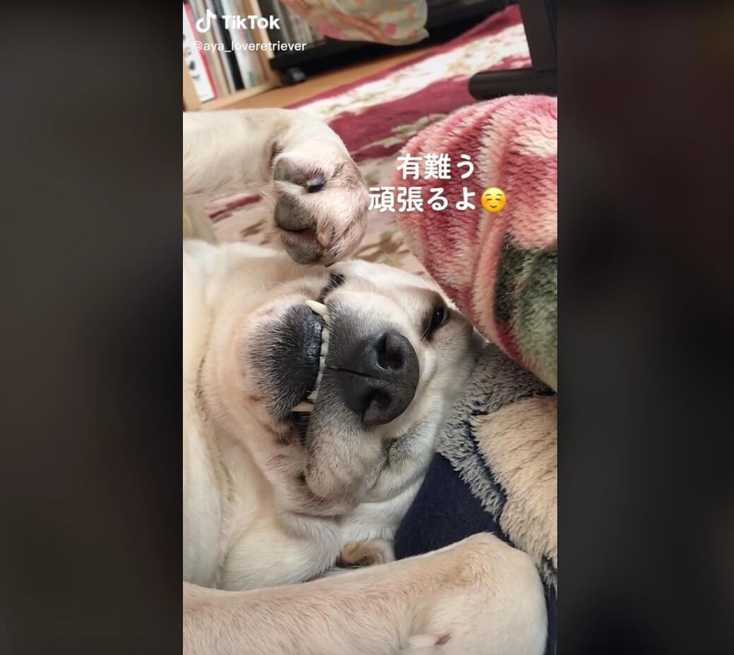 ラブラドールレトリーバー,動画