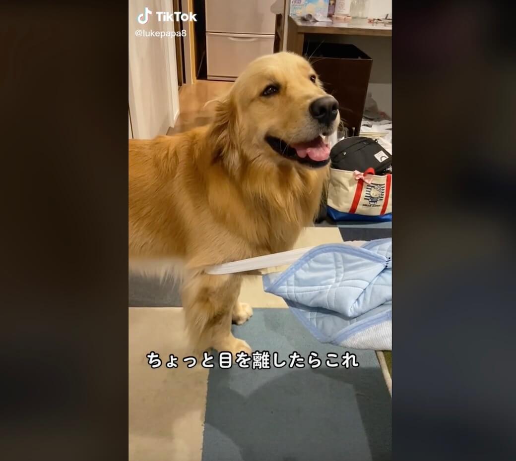 ゴールデンレトリーバー,動画