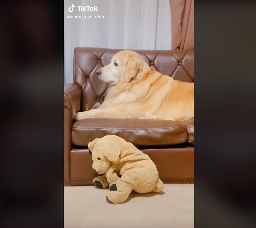 ゴールデンレトリーバー,動画