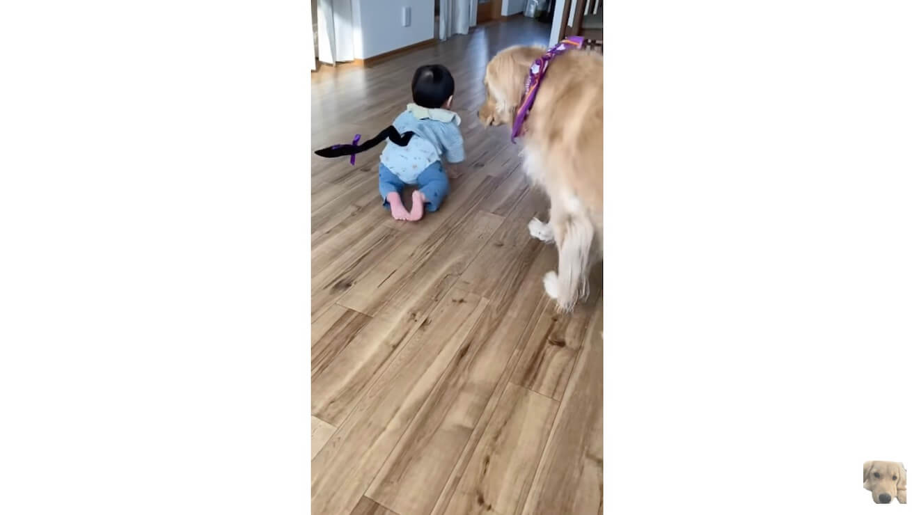 ゴールデンレトリーバー,動画