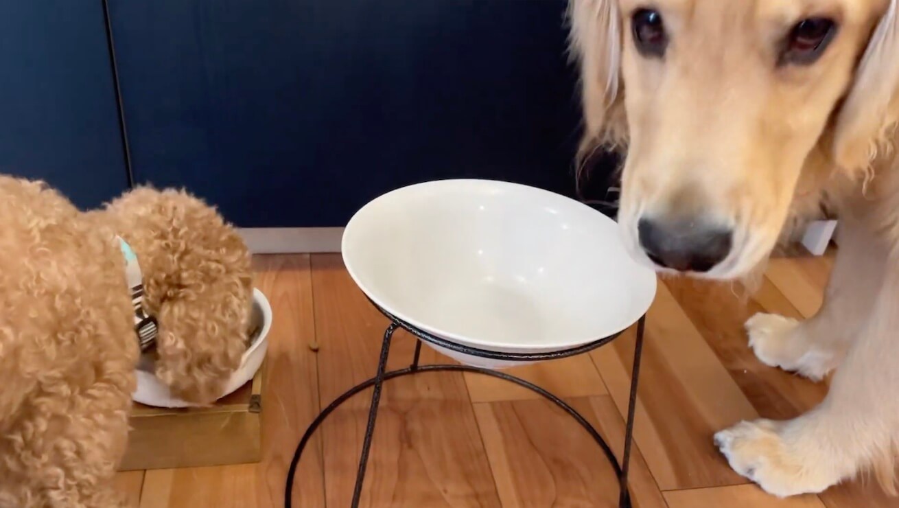 ゴールデンレトリーバー,動画